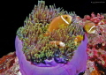   Anemones cocktail  